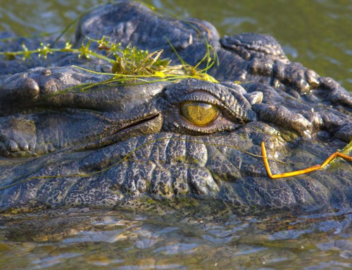 Kakadu National Park – Travel To Australia