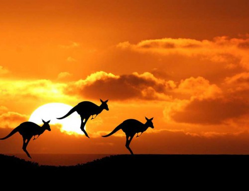 Kangaroo